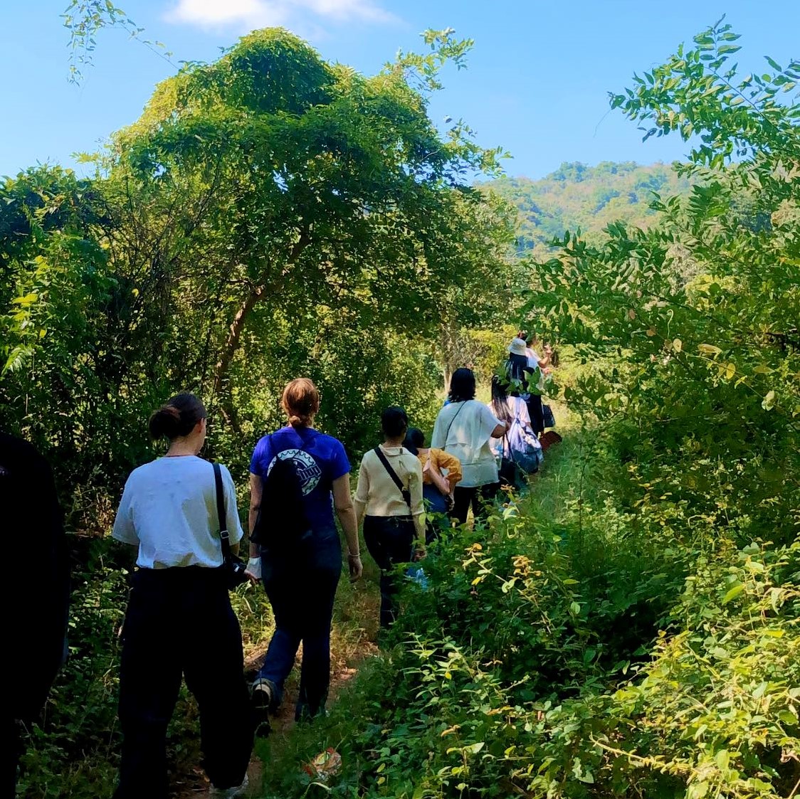 ag forest walk